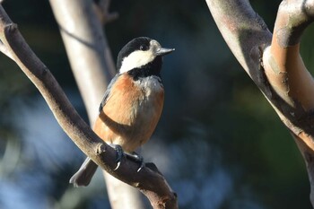 Varied Tit 仙台市泉区 Sat, 3/3/2018