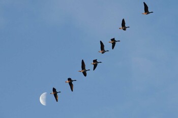 Greater White-fronted Goose Lake Utonai Sat, 3/14/2015