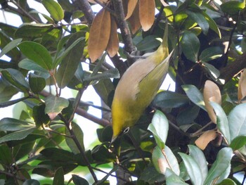 メジロ 東京港野鳥公園 2021年12月11日(土)