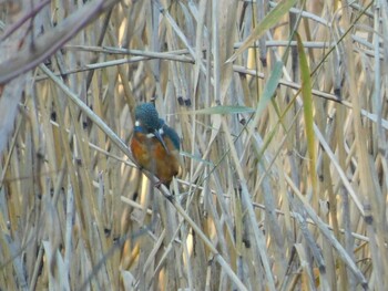 カワセミ 東京港野鳥公園 2021年12月11日(土)