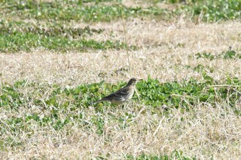 ヒバリ 多摩川・多摩川原橋付近 2021年12月11日(土)