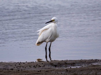 Medium Egret 蒲生干潟(仙台市) Sat, 4/8/2017