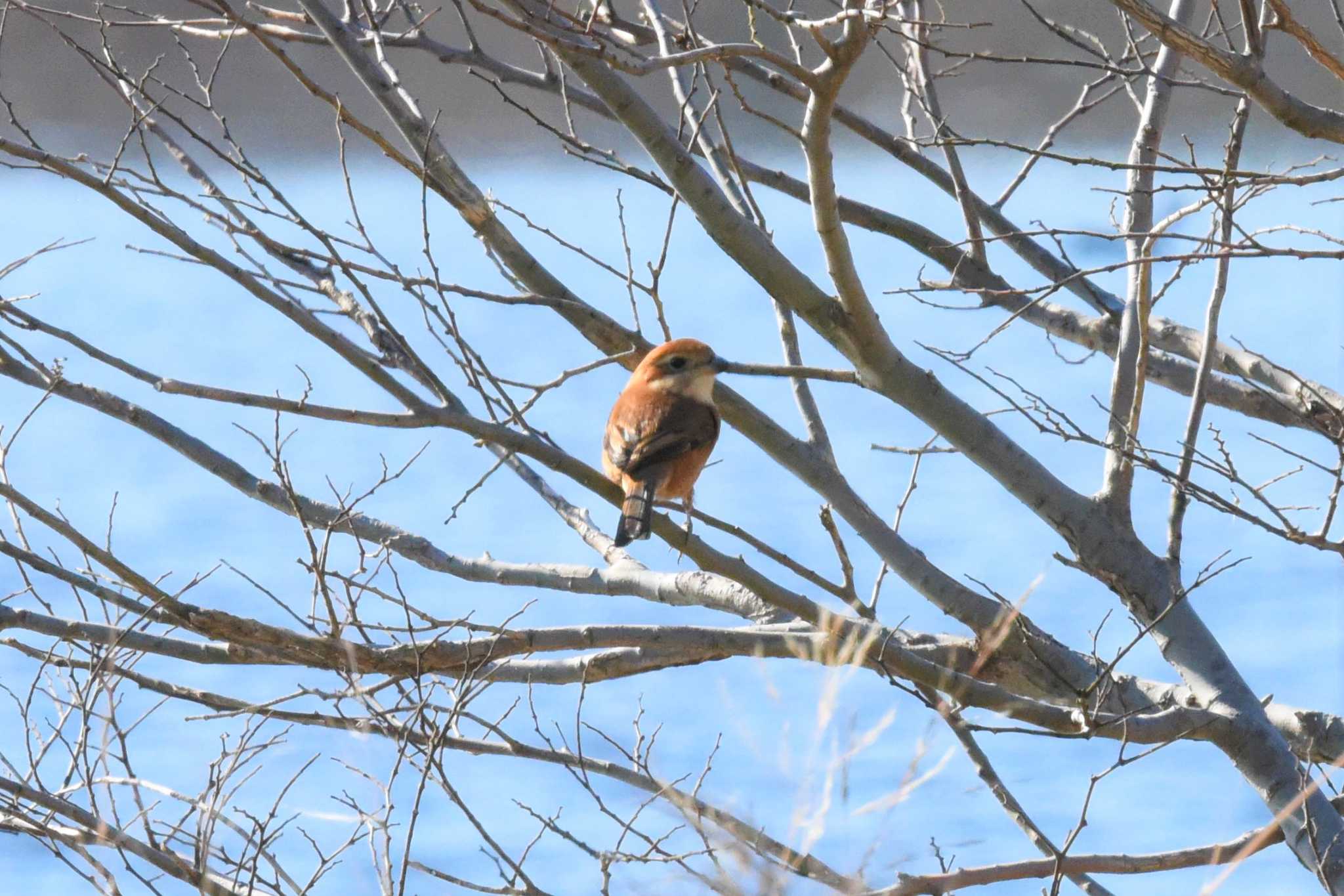 Photo of Bull-headed Shrike at 多摩川・多摩川原橋付近 by もちもちもっち～@ニッポン城めぐり中