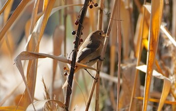 2021年12月11日(土) 千里南公園の野鳥観察記録
