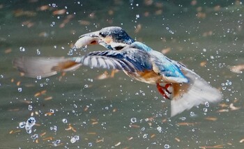 Common Kingfisher 千里南公園 Sat, 12/11/2021