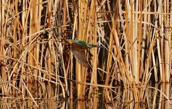 Common Kingfisher Oizumi Ryokuchi Park Sat, 12/11/2021