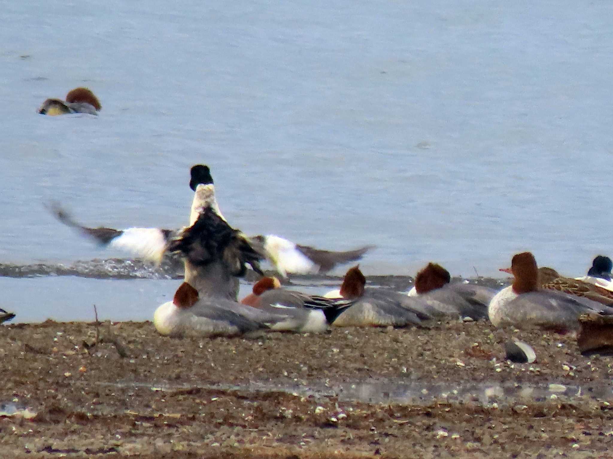 Common Merganser