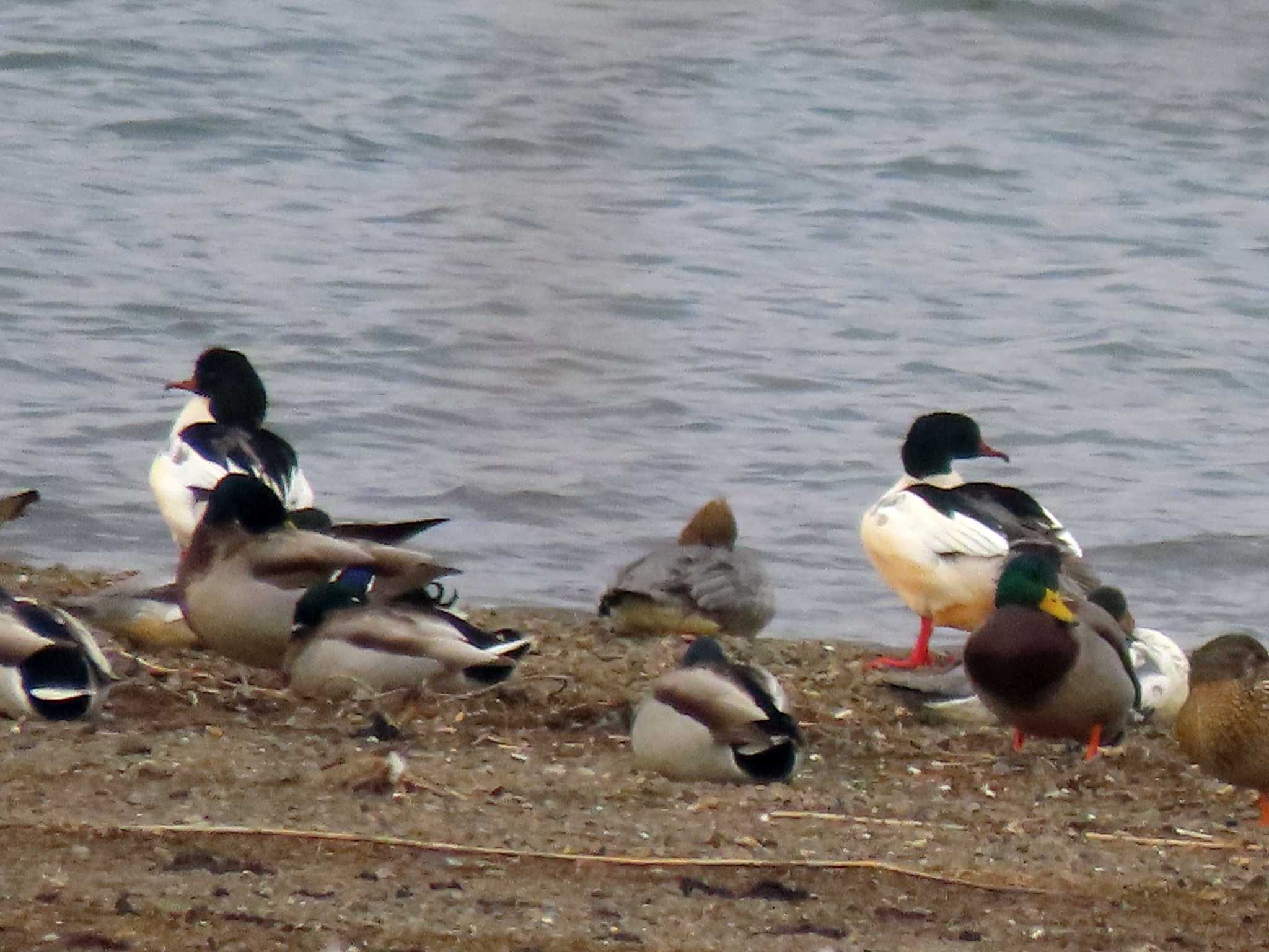 Common Merganser