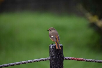 2021年12月11日(土) 久宝寺緑地公園の野鳥観察記録