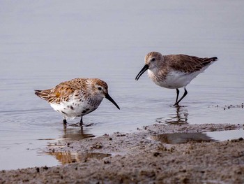 Dunlin 蒲生干潟(仙台市) Sat, 4/8/2017