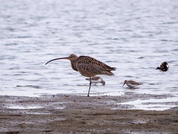 Far Eastern Curlew 蒲生干潟(仙台市) Sat, 4/8/2017