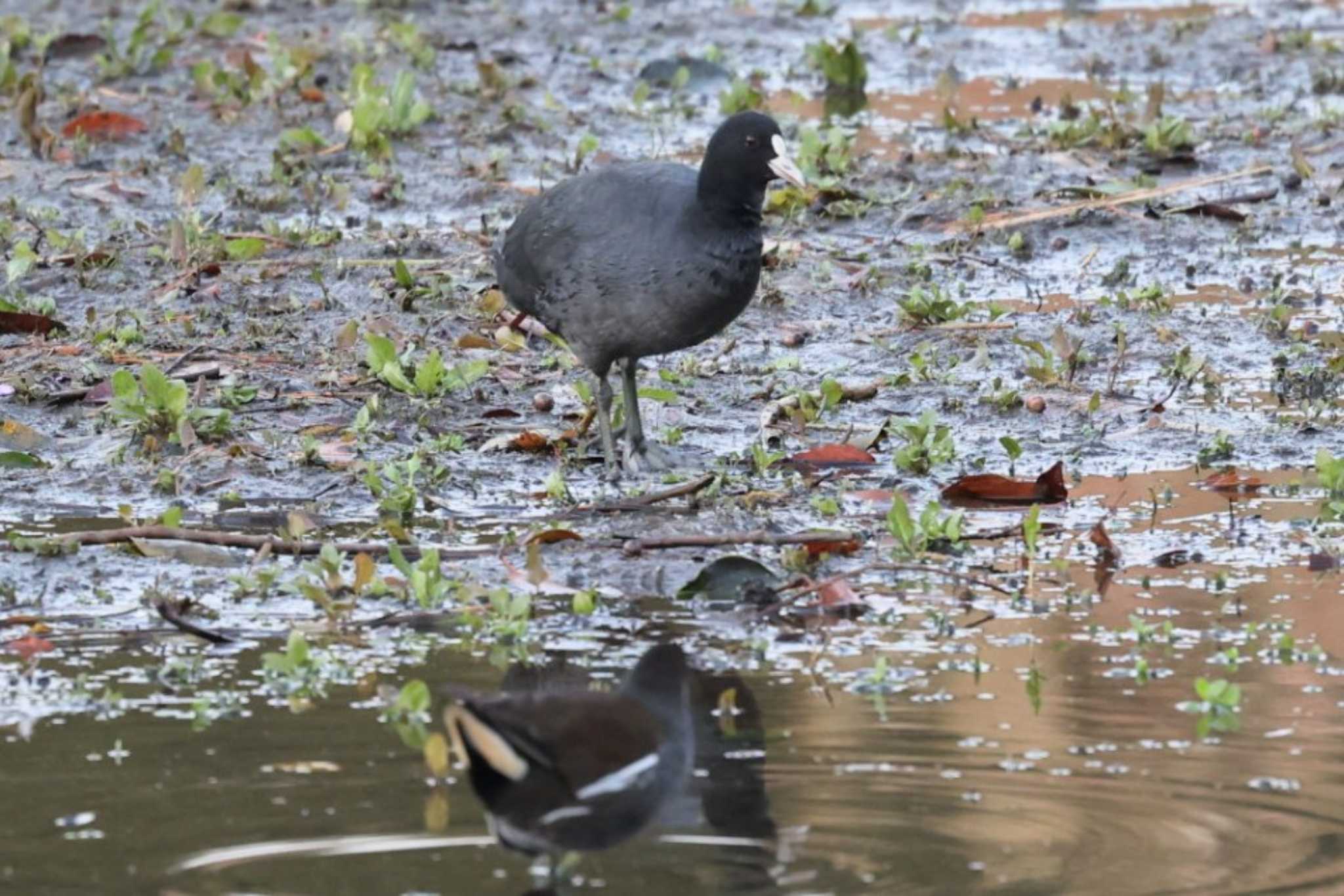 Photo of Eurasian Coot at 山田池公園 by トビトチヌ