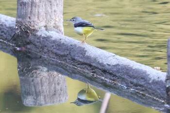 Grey Wagtail 山田池公園 Sat, 12/11/2021