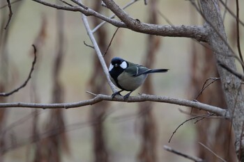 シジュウカラ 真駒内公園 2021年12月11日(土)