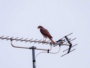 Grey-faced Buzzard 宮城県仙台市・梅田川 Sun, 4/9/2017