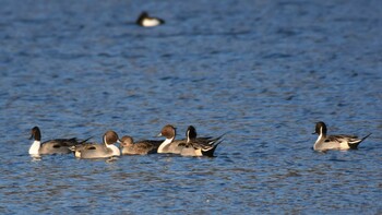 2021年12月11日(土) 小諸発電所第一調整池(杉の木貯水池)の野鳥観察記録