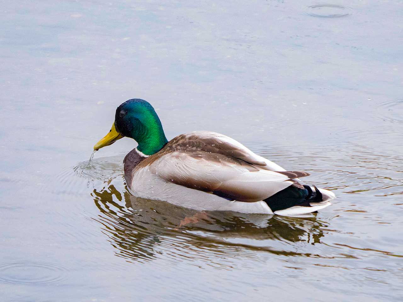 宮城県仙台市・梅田川 マガモの写真 by ごりぺん