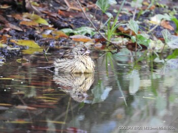 2021年12月11日(土) 大阪鶴見緑地の野鳥観察記録