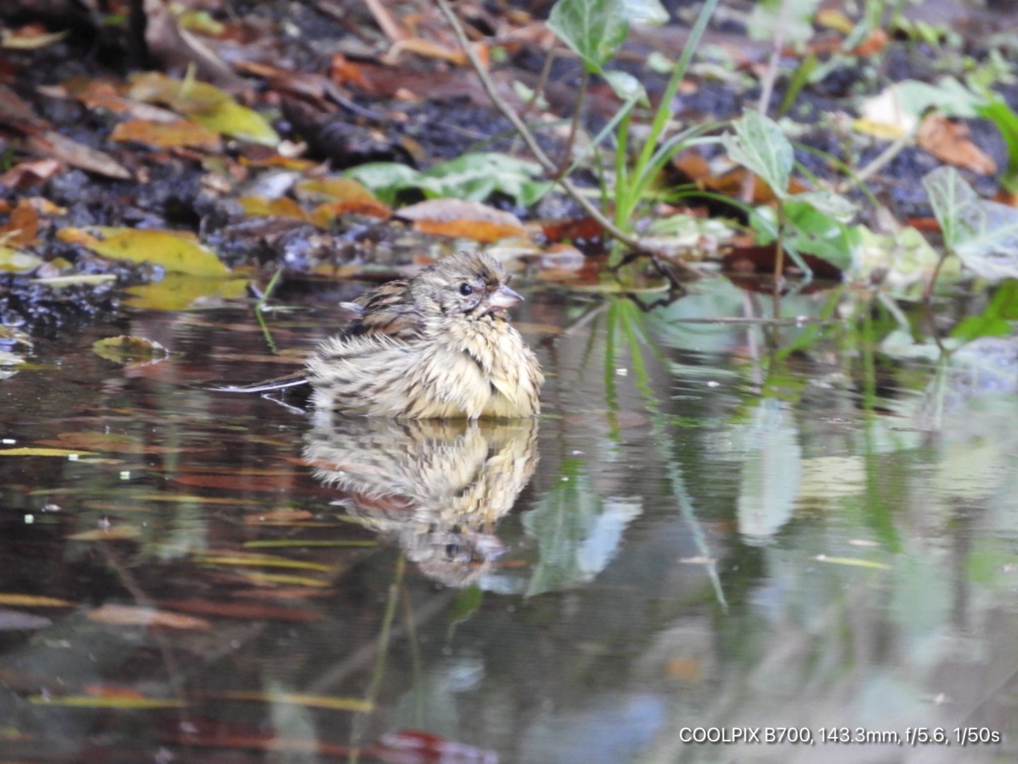 Masked Bunting