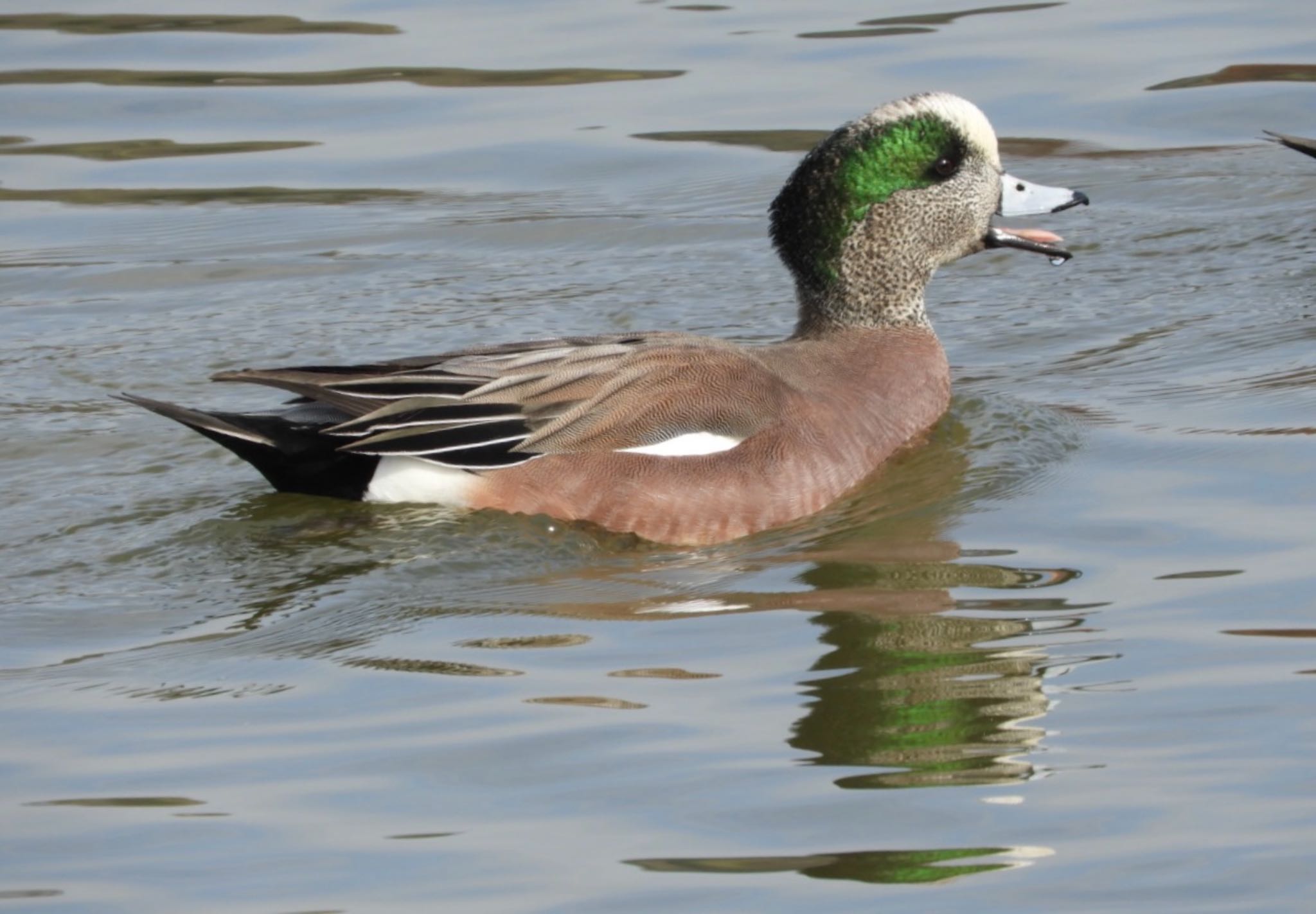 American Wigeon