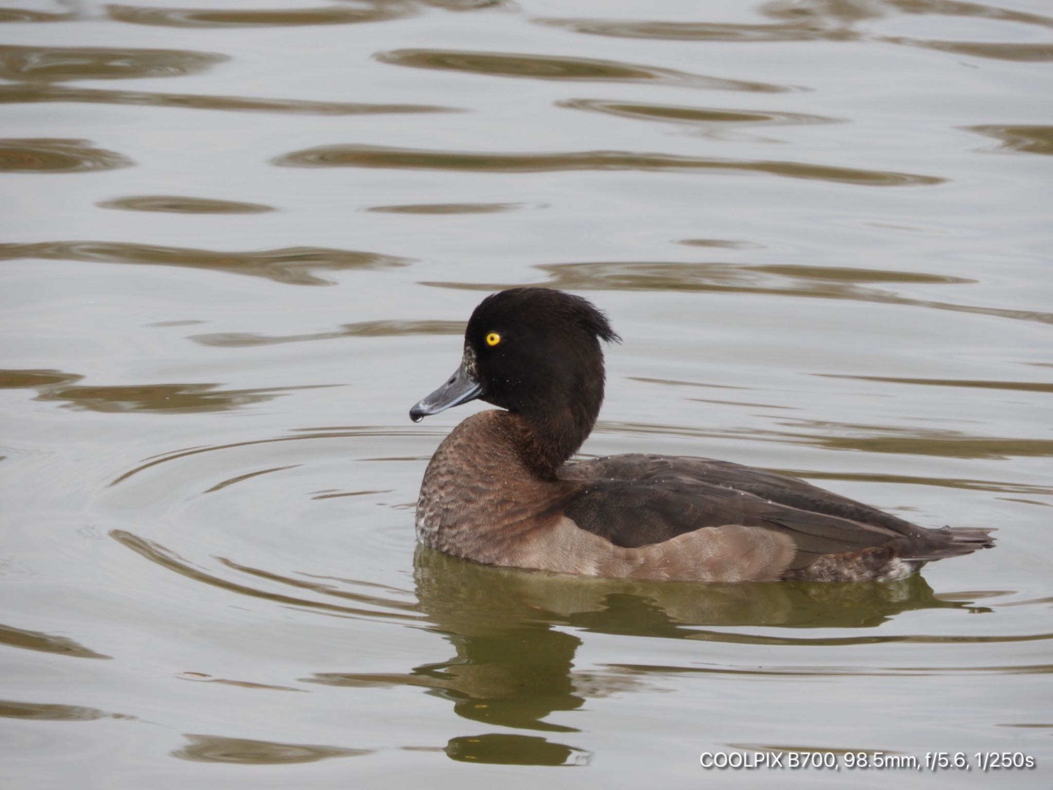 Tufted Duck