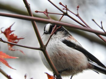 Long-tailed Tit 奈良市水上池 Wed, 12/8/2021