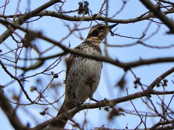 Dusky Thrush 奈良市水上池 Wed, 12/8/2021