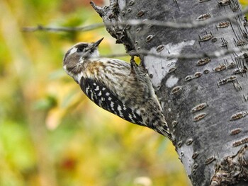 Japanese Pygmy Woodpecker 奈良市水上池 Wed, 12/8/2021