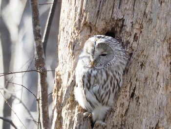 Ural Owl(japonica) Unknown Spots Fri, 12/10/2021