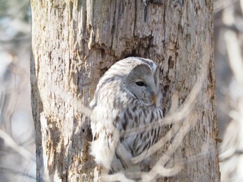 Ural Owl(japonica) Unknown Spots Fri, 12/10/2021