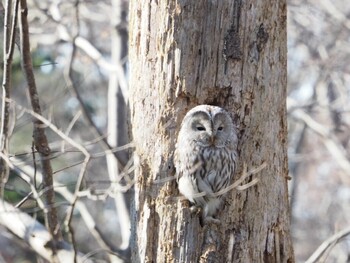 Ural Owl(japonica) Unknown Spots Fri, 12/10/2021