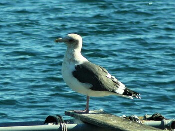 2021年11月27日(土) 走水の野鳥観察記録