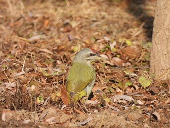 Grey-headed Woodpecker 将府公園(北京) Sat, 12/11/2021