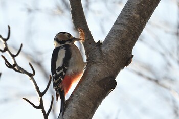 Great Spotted Woodpecker Asahiyama Memorial Park Sun, 12/5/2021
