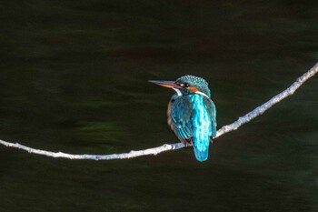 Common Kingfisher 奈良県生駒市 Sat, 12/11/2021