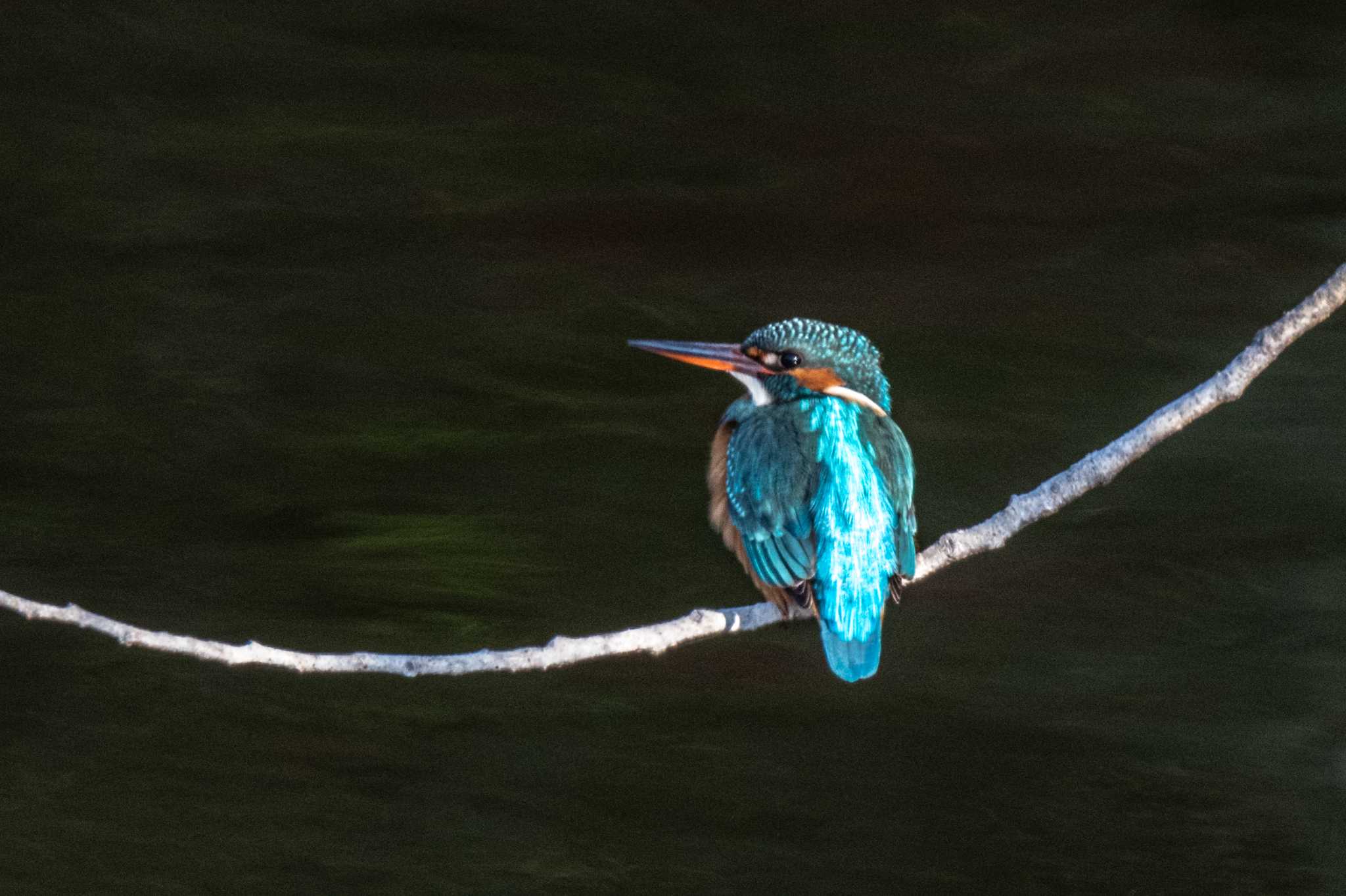 Photo of Common Kingfisher at 奈良県生駒市 by veritas_vita