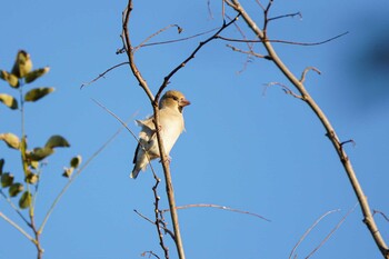 シメ 大麻生野鳥の森公園 2021年12月2日(木)