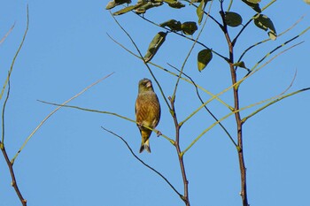 カワラヒワ 大麻生野鳥の森公園 2021年12月2日(木)