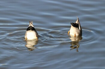 オカヨシガモ 境川遊水地公園 2021年12月11日(土)