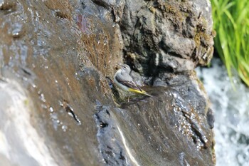 Grey Wagtail Unknown Spots Sun, 12/5/2021