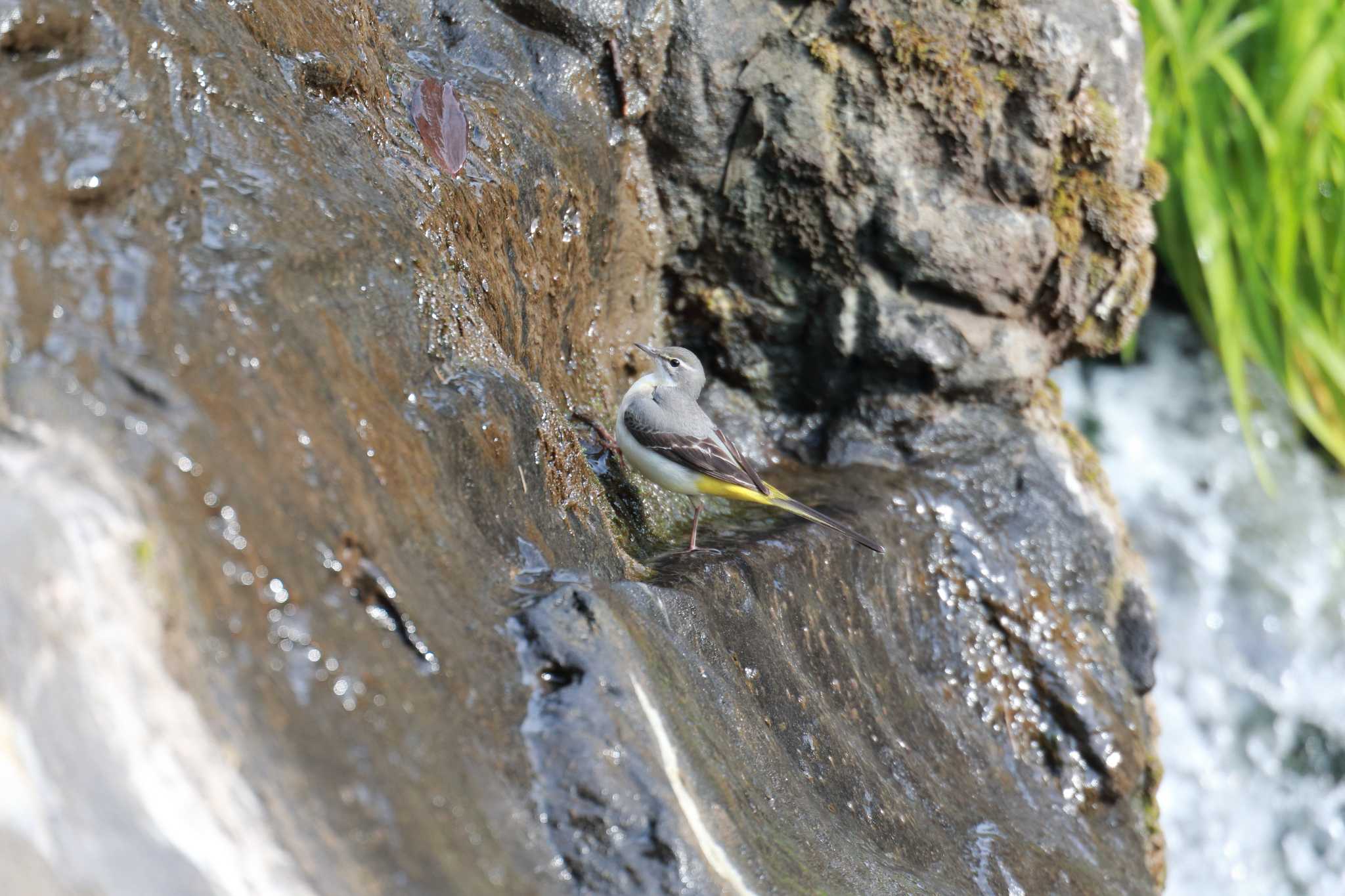 Photo of Grey Wagtail at  by 哲庵（てつあん）