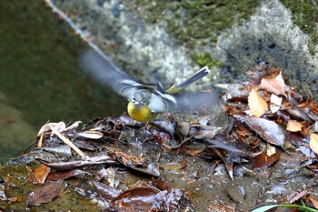 キセキレイ 西山高部水源地 2021年12月11日(土)