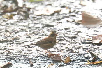 Yellow-throated Bunting 西山高部水源地 Sat, 12/11/2021