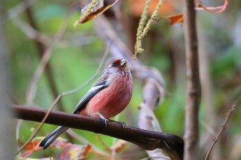 Siberian Long-tailed Rosefinch Unknown Spots Sat, 12/11/2021