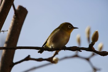 Warbling White-eye 深谷市 Sun, 12/12/2021