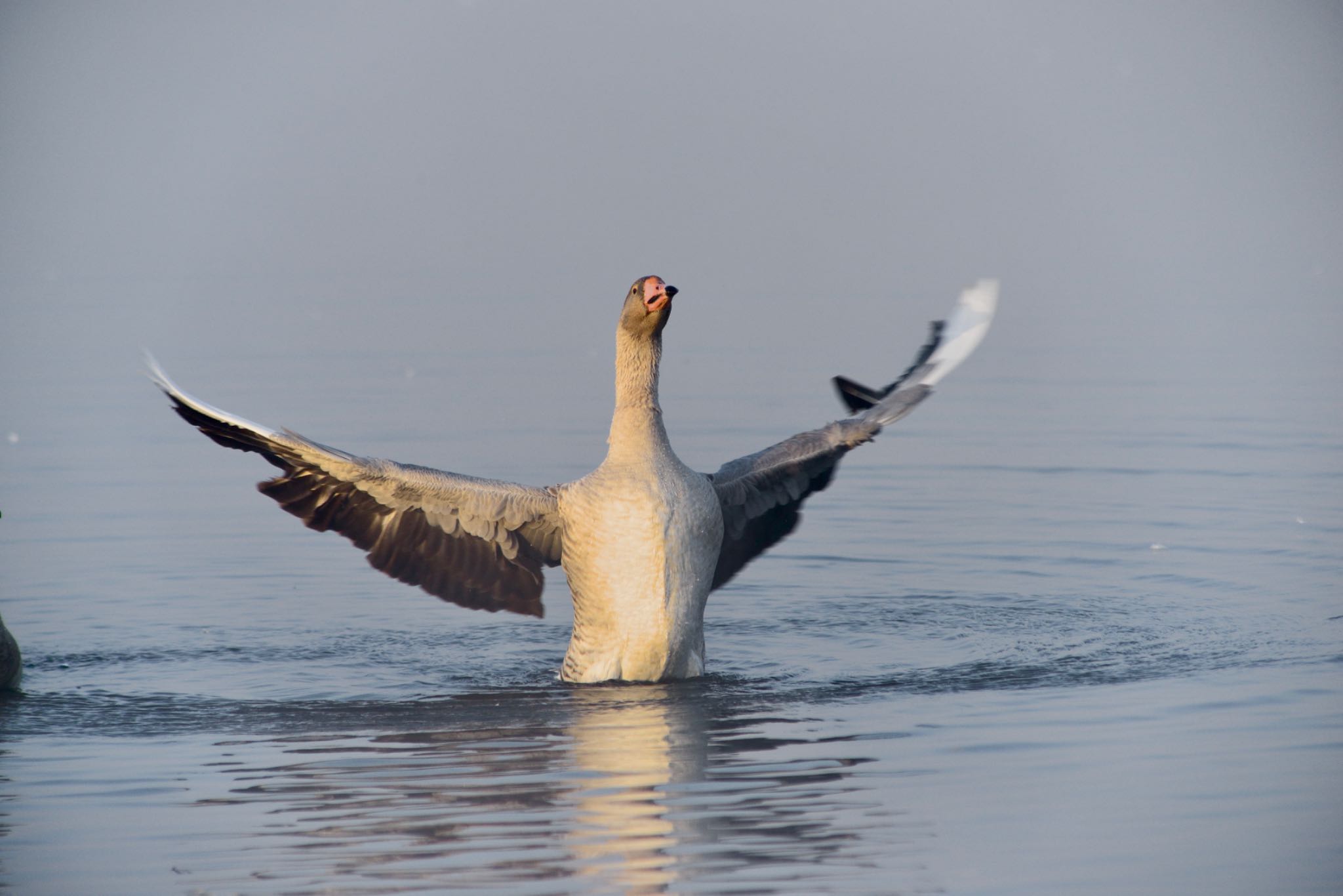 Photo of Greater White-fronted Goose at 茨城県常総市　菅生沼 by Kt Bongo