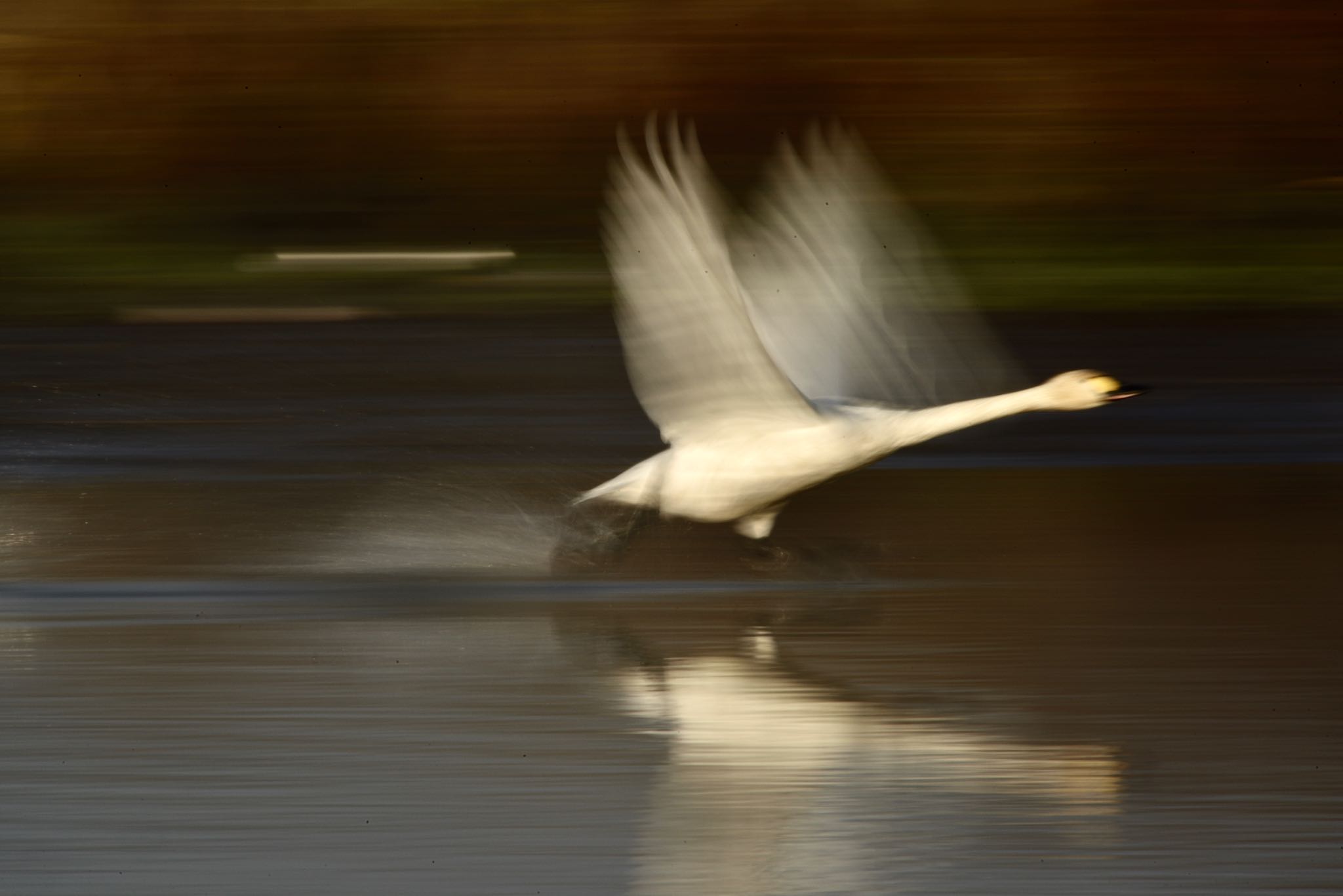 Photo of Whooper Swan at 茨城県常総市　菅生沼 by Kt Bongo