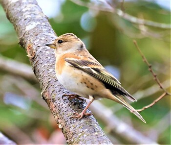 Brambling Mikiyama Forest Park Sun, 12/12/2021