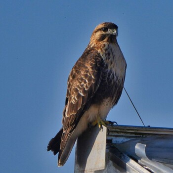 2021年12月11日(土) 印旛西沼の野鳥観察記録