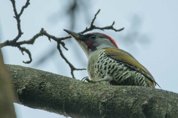 アオゲラ こども自然公園 2021年12月11日(土)